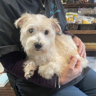 ミックス犬 あいとくん