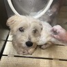ミックス犬 あいとくん サムネイル2
