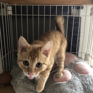 茶トラのオス猫です