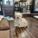 ミックス犬 ゆあちゃん