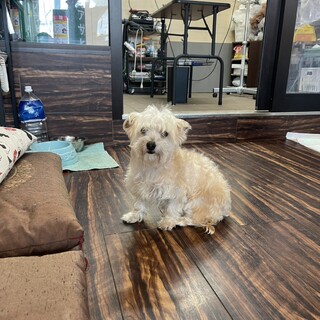 ミックス犬 ゆあちゃん