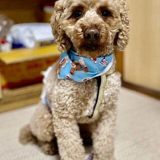 トイプードルのリンゼくん　里親様募集！