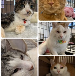 5匹の医療について