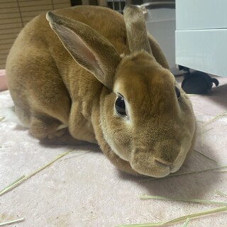 ミニレッキス 2歳 メス 血統書つき 目黒区在住