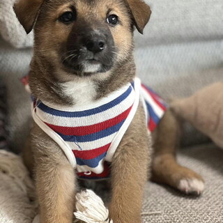 人の手で育った甘えん坊のオス子犬