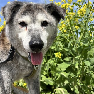 ミックスの男の子ゴロー君