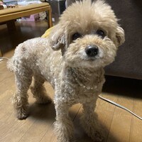 小太郎