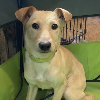 保健所からレスキュー！　優しいタムちゃん！