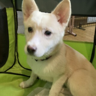 保健所からレスキュー！　可愛いラズリちゃん！