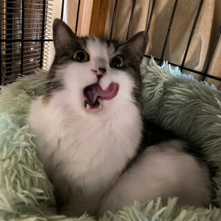 【らら】ふわふわ長毛のキジシロさん（動画あり）