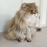 チンチラの男の子 サムネイル3