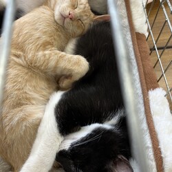 名古屋市緑区猫の譲渡会 サムネイル1