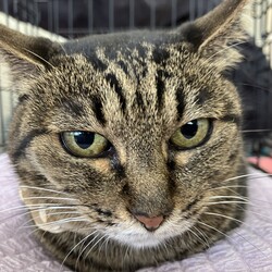 名古屋市緑区猫の譲渡会 サムネイル2