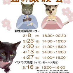 名古屋市緑区猫の譲渡会 サムネイル3