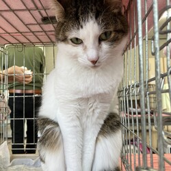 名古屋市緑区猫の譲渡会 サムネイル1