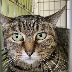 名古屋市緑区猫の譲渡会 サムネイル2