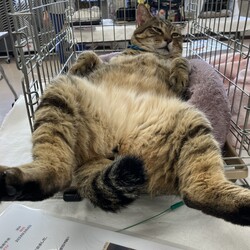 名古屋市緑区猫の譲渡会 サムネイル3