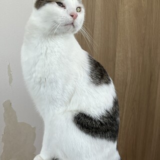 大人しくて甘えん坊◎まめ２号♂