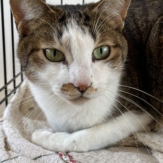 天井裏産まれの4兄弟◎ふうちゃん♂