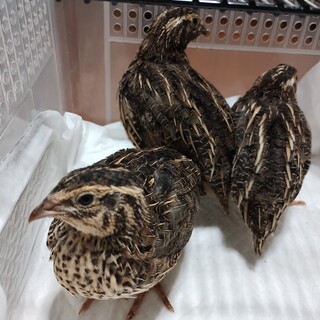 ウズラ雌雄　孵化後４週間