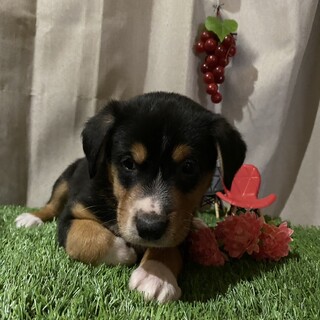 キュートな柄☆イケメンです