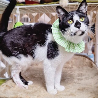 愛嬌たっぷり❤️白黒猫コアラちゃん