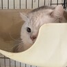 スコティッシュストレート★代理投稿★キュロスくん サムネイル6