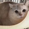 スコティッシュストレート★代理投稿★キュロスくん サムネイル7