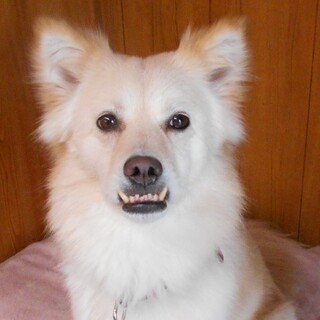穏やかで優しい・怖がり・室内飼育