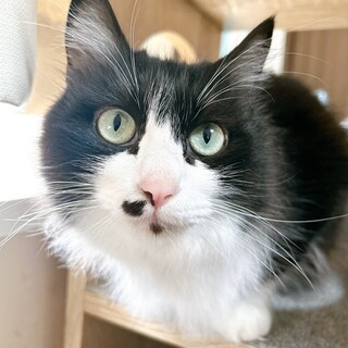 半長毛のハチワレおしるこちゃん