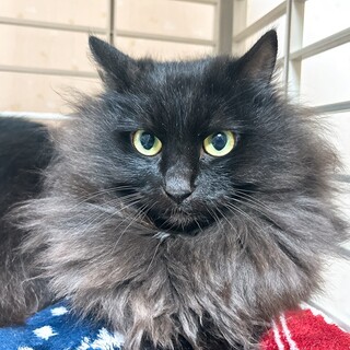もふもふな黒長毛のおはぎちゃん