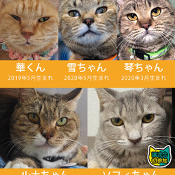 24匹の中猫成猫が家族探し★みよし市