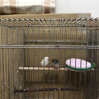 錦華鳥　メス　2羽　お譲りします