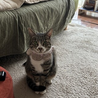 里親募集中とても人懐っこい