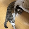 ෆ⃛単頭飼い希望ෆ⃛もくちゃん サムネイル3