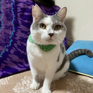 人懐こいグレー白のイケメン★4/13@鎌ヶ谷譲渡会