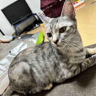 2歳メス甘えん坊な猫