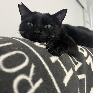 甘えんぼ！黒猫くん