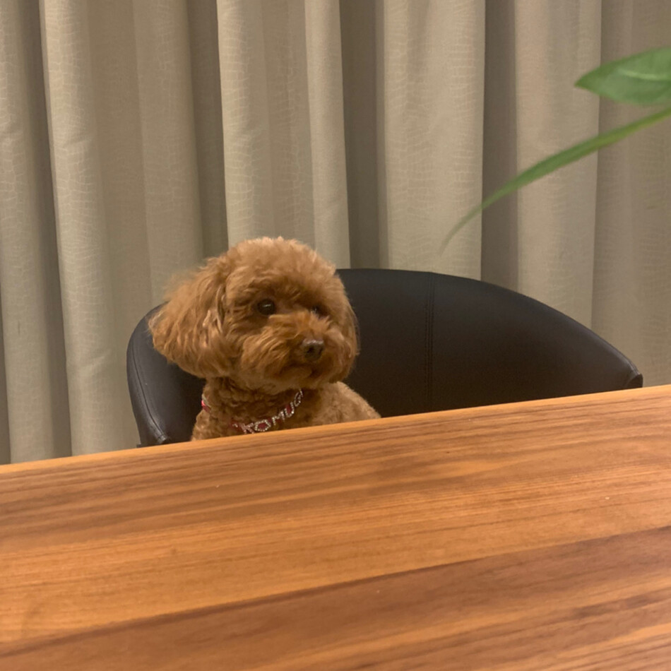 こむぎのカバー写真