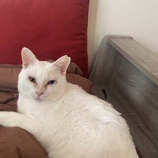 オッドアイ　白血病　猫エイズ　陽性