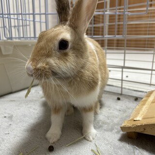 【里親募集】ミ二うさぎ　女の子　元学校うさぎ