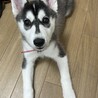 ロロ