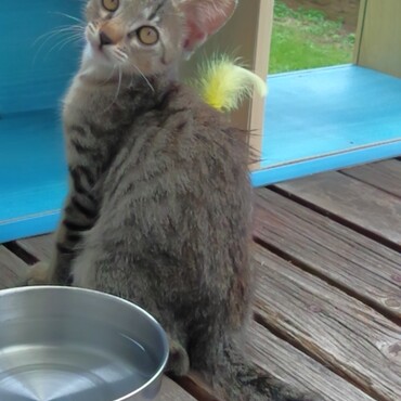 仔猫のころのステルス