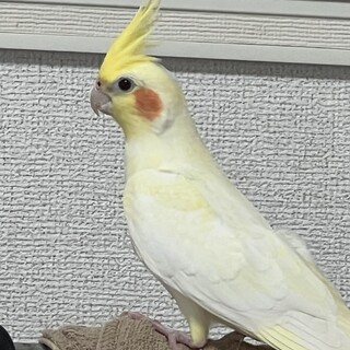 2歳のオカメインコ(女の子)」沖縄県 - 鳥の里親募集(513193