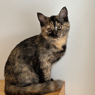 3ヶ月兄妹①さび猫女の子