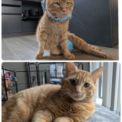 ［そあら君］会陰尿道瘻術後退院［はやて君］最終受診