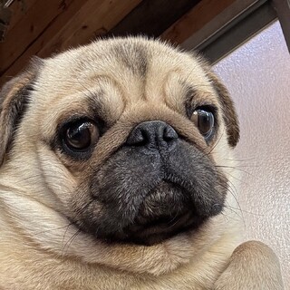 元気いっぱい人好きな男の子　快食快便