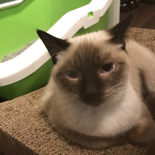 ポイント　女の子