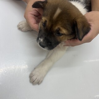 野犬の仔犬2ヶ月（我が家で出産）