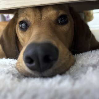 人も犬も大好きな女の子 リノ